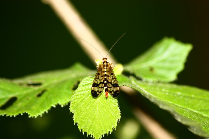 Panorpa sp.